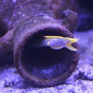 Rhinomuraena quaesita