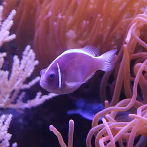 Amphiprion perideraion