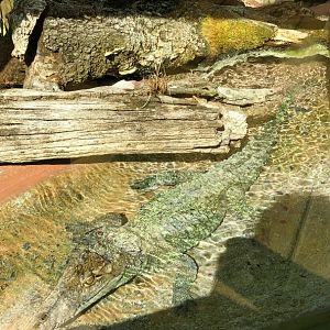 Baby Mugger Crocodile