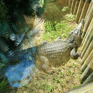 African Slender-Snouted Crocodile