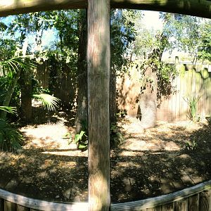 Male Southern Cassowary Exhibit