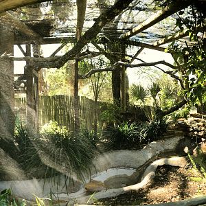 White-Crowned Hornbill Exhibit