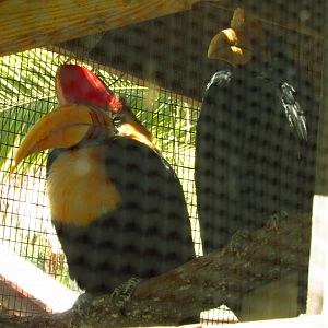 Knobbed Hornbills