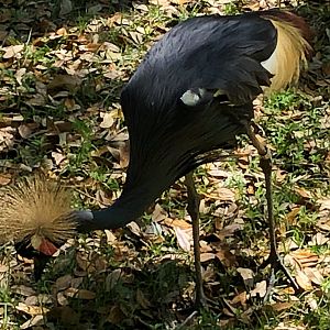 West African Crowned Crane
