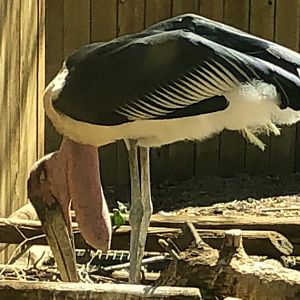 Marabou Stork