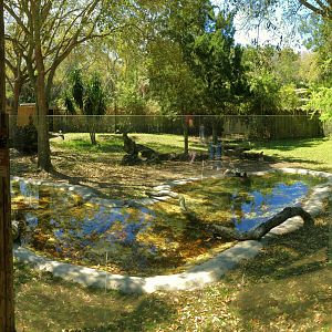 Birds of Africa Main View