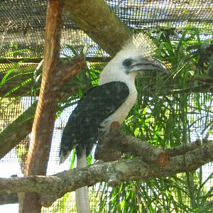 White-Crowned Hornbill