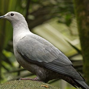 Immature Pink-headed Imperial pigeon