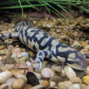 Tiger salamander (Ambystoma tigrinum)