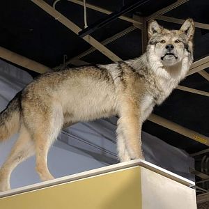 Mexican gray wolf (Canis lupus baileyi)