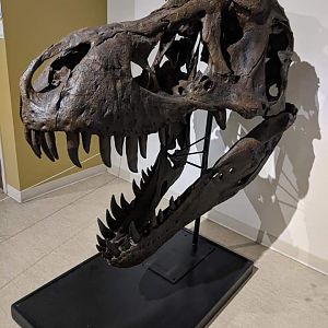 Tyrannosaurus rex skull