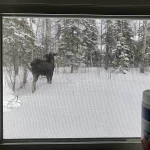 And Outside it’s Alaska...