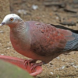 Pale-capped pigeon