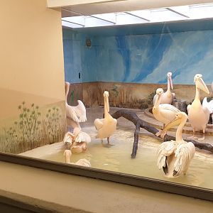 Indoor enclosure Pelicans