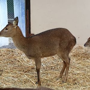 Sika deers