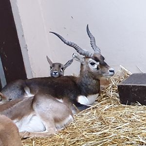 Blackbuck
