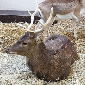 Sika deer - male
