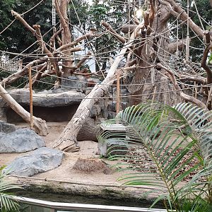Orangutan enclosure