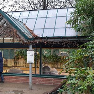 Winter-enclosure Aldabra giant tortoise