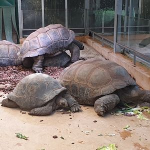 Aldabra giant tortoises