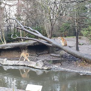 Amur tiger enclosure