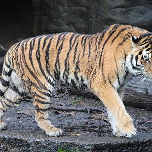 Amur tiger