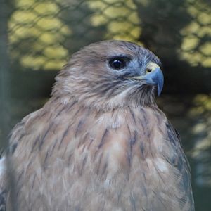 Steppe Buzzard (B. b. vulpinus)