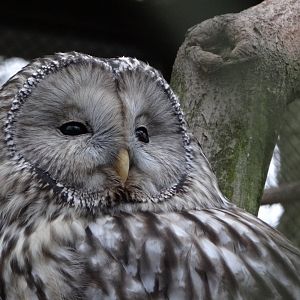 Ural Owl