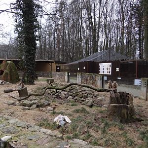 Meerkat enclosure
