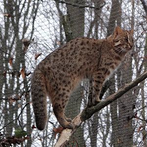 Amur Leopard Cat