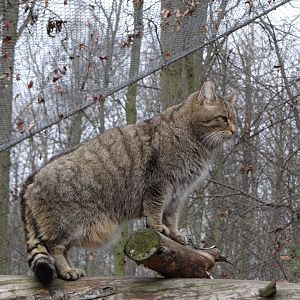 European Wild Cat