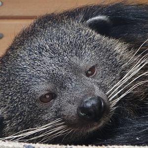 Binturong