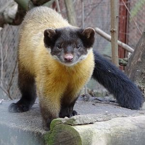 Yellow-throated Marten