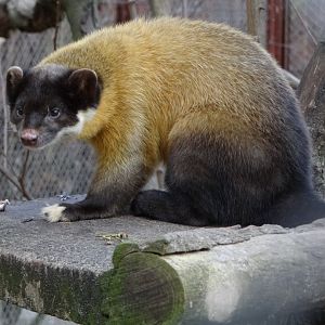 Yellow-throated Marten