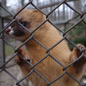 Siberian Weasel
