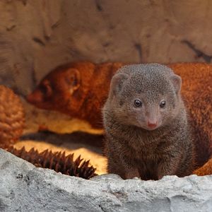 Dwarf Mongoose