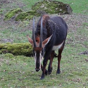 Sable Antelope