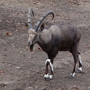 Nubian Ibex
