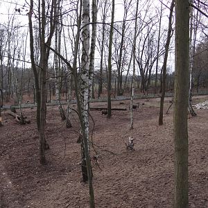 Ibex/Colobus enclosure