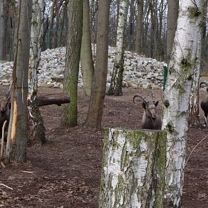 Ibex/Colobus enclosure