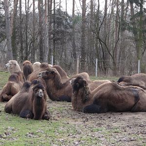 Bactrian Camel