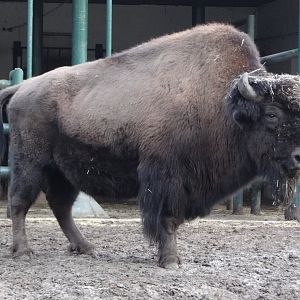 Wood Bison
