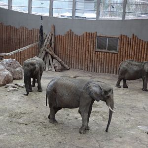 Inside Elephant House