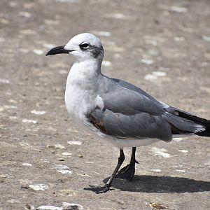 Laughing gull - (Port d'Essaouira)