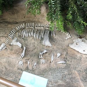 Eryops megacephalus skeleton replica