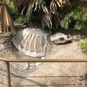 Protostega gigas skeleton replica