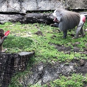Hamadryas baboons