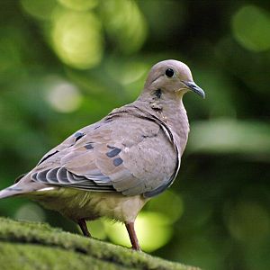 Eared dove