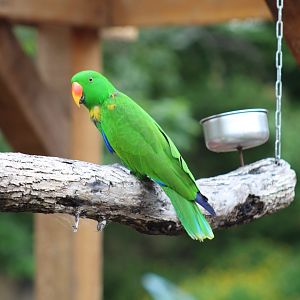 Eclectus Parrot
