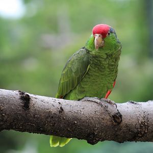 Red-Crowned Amazon
